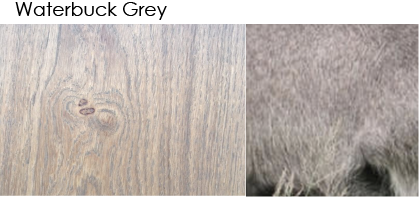 Whittle Waxes Evolution Colour Stain Waterbuck Grey application on wood plank